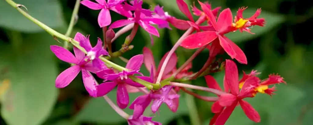 Flore de l'île de la Réunion 